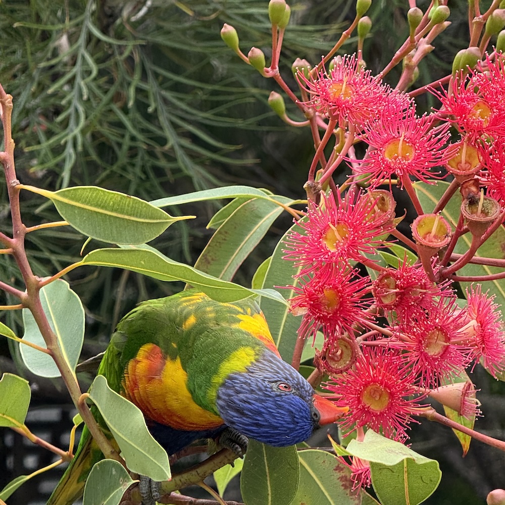 The vibrance of autumn on the Sapphire Coast  
